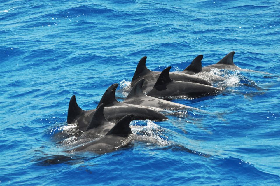 Morro Jable: Dolphin & Whale Watching Cruise, Drinks & Swim - Who should book this cruise (and who should skip it)