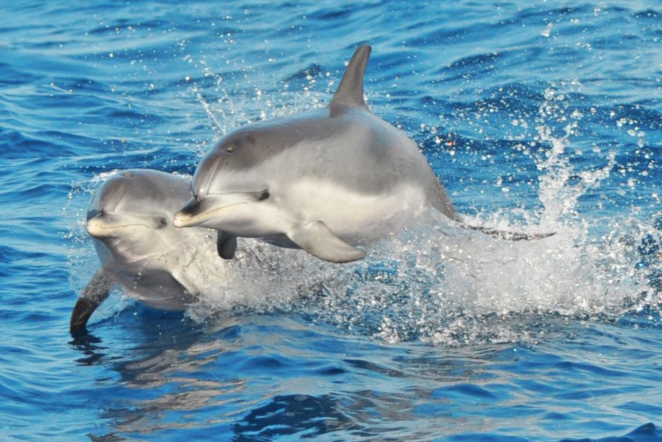 Morro Jable: Dolphin & Whale Watching Cruise, Drinks & Swim - The onboard vibe: drinks, toilet, and what keeps it comfortable