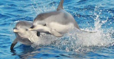 Morro Jable: Dolphin & Whale Watching Cruise, Drinks & Swim - How dolphin and whale spotting really works out here
