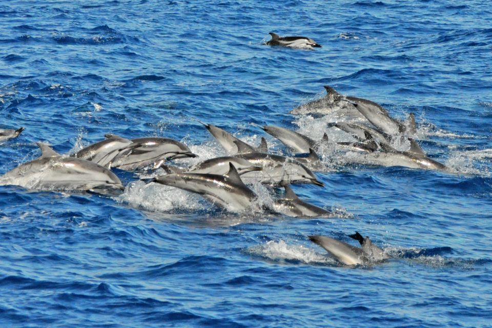 Morro Jable: Dolphin & Whale Watching Cruise, Drinks & Swim - What you might see: species clues and real-world expectations