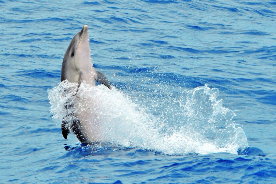 Morro Jable: Dolphin & Whale Watching Cruise, Drinks & Swim - Timing, weather, and why 2 hours can feel shorter on good days