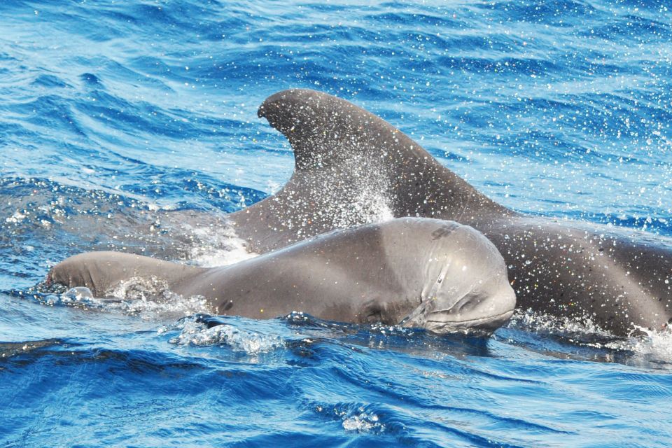 Morro Jable: Dolphin & Whale Watching Cruise, Drinks & Swim - Pickup choices: when optional transport becomes worth it