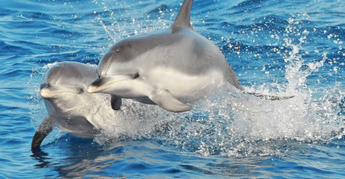 Morro Jable: Dolphin & Whale Watching Cruise, Drinks & Swim - How dolphin and whale spotting really works out here