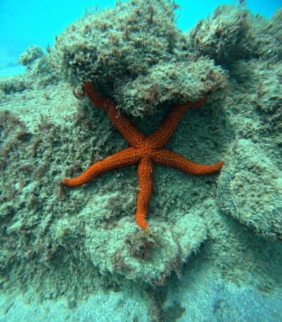 Morro Jable: Snorkeling Adventure - Before You Splash: Gear Fitting and a Real Safety Briefing
