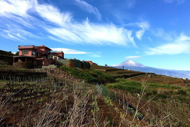 Mount Teide and Tenerife North with Food & Wine Tasting Private Tour - How long the day feels: pacing, breaks, and walking