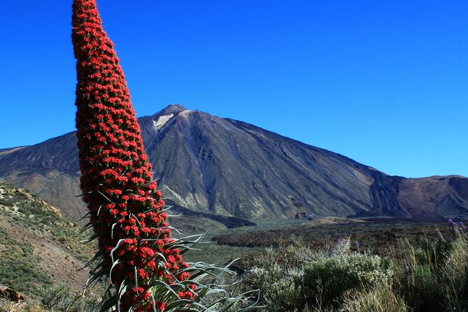 Mount Teide Quad Day Trip in Tenerife National Park - What’s included (and what you’ll pay for later)