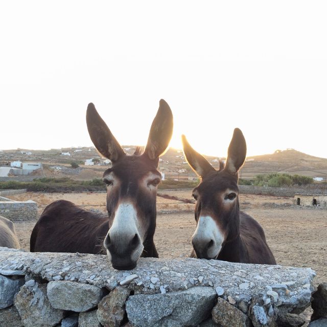 Mykonos: Full-Day Sightseeing Tour with Lunch - Mykonos Town walking tour: windmills, Little Venice, and Paraportiani
