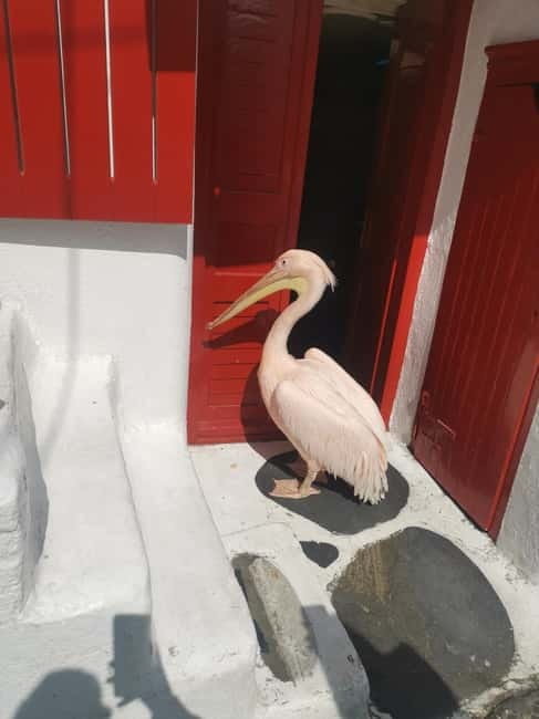 Mykonos: Private Tour with Range Rover - Stefanos-style guiding: navigation, patience, and photos that help