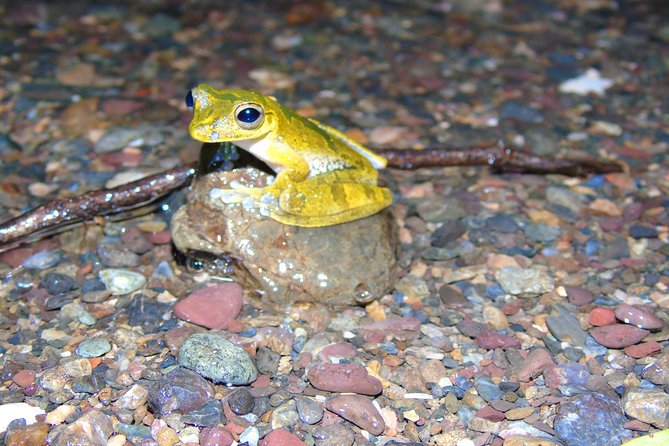 Nativos Corcovado Night Hike in DrakeBay - Timing in Drake Bay: a 6:30–9:30pm wildlife window