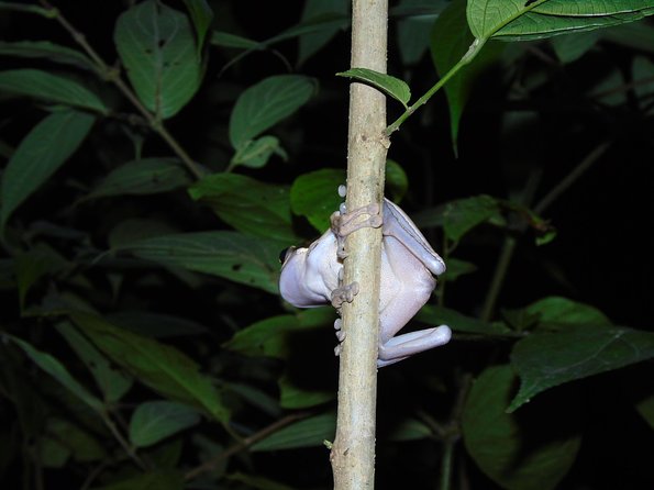Nativos Corcovado Night Hike in DrakeBay - Your gear checklist: boots, pants, and flashlight habits