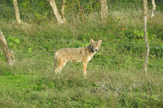 Natural History Tour at Curi Cancha Reserve in Monteverde - The 3-hour natural history hike: what to expect on the trails