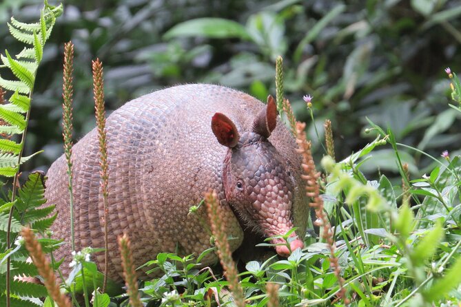 Natural History Tour at Curi Cancha Reserve in Monteverde - What you can realistically spot in Monteverde (and what’s not guaranteed)