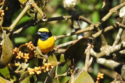 Natural History Tour at Curi Cancha Reserve in Monteverde - The spotting scope: your best tool for close-up wildlife