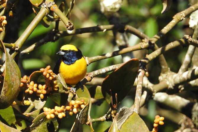 Natural History Tour at Curi Cancha Reserve in Monteverde - The spotting scope: your best tool for close-up wildlife