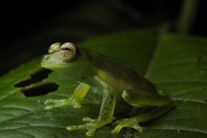 Nature Tour in the Monteverde Cloud Forest - Key highlights