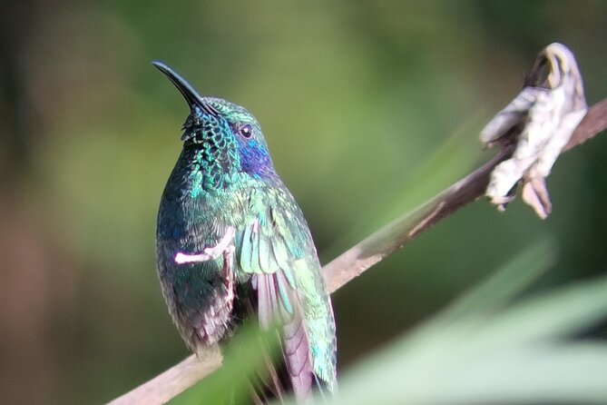 Nature Tour in the Monteverde Cloud Forest - What the guide actually helps you notice (plants, birds, insects)