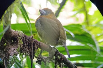 Nature Tour in the Monteverde Cloud Forest - Hummingbird spotting: the quick start that sets the tone