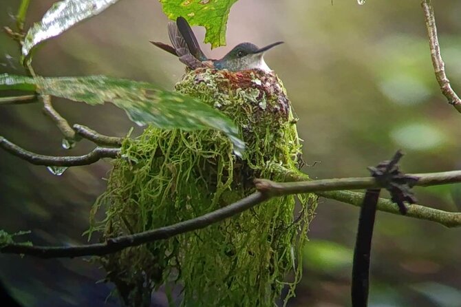 Nature Tour in the Monteverde Cloud Forest - Binoculars and a telescope: how included gear improves your odds