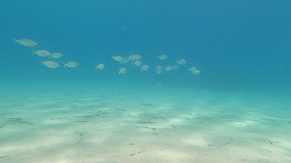 Naxos: Discover Scuba Diving on Agios Georgios Beach - Meeting at Flisvos Dive Center in Naxos Town