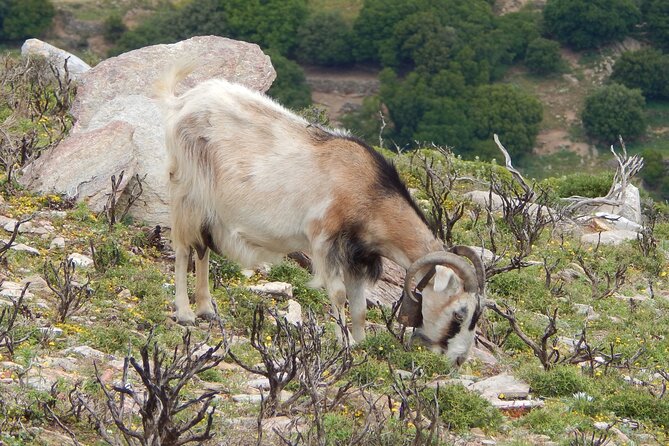 Naxos: Hike to the Top of the Cyclades - Mount Zas - Picnic at the finish: why the food feels like the point, not an add-on