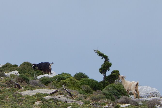 Naxos: Hike to the Top of the Cyclades - Mount Zas - What to pack so the rocky parts don’t steal your day