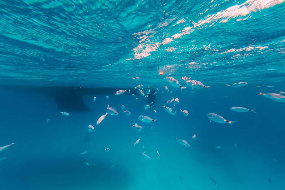 Naxos/ Paros: Sailing Cruise with Food and Drinks - Swim Spots and Snorkeling Gear: Marine Life, Not Just Pretty Water