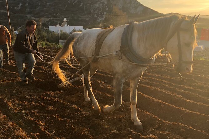 Naxos Perivoli Farm Experience & Wood-fire Cooking Class - Key highlights that make this farm day worth it