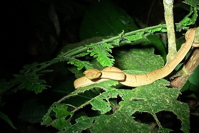 Night Adventures in Monteverde - Key things I’d watch for