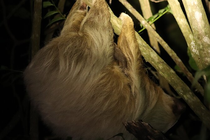 Night Adventures in Monteverde - What a 2-Hour Night Walk Actually Feels Like