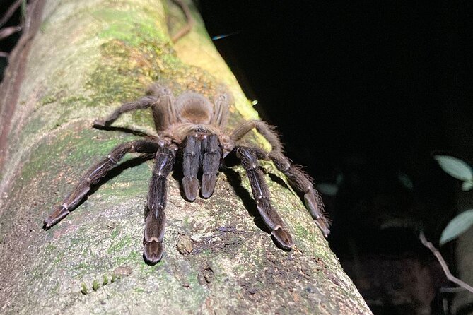Night Adventures in Monteverde - The Guide Factor: How Junior, Alan, Axel, Julian, and Danny Shape the Walk