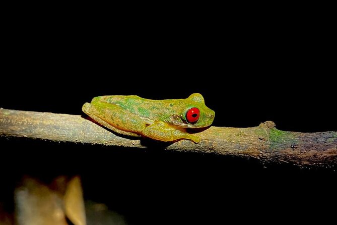 Night Adventures in Monteverde - Itinerary Walkthrough: From Flashlights On to Lanterns Off