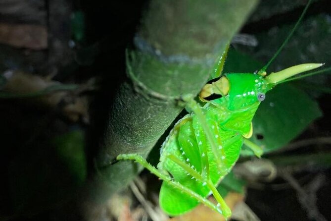 Night Adventures in Monteverde - Weather, Expectations, and How to Get the Most Out of the Night