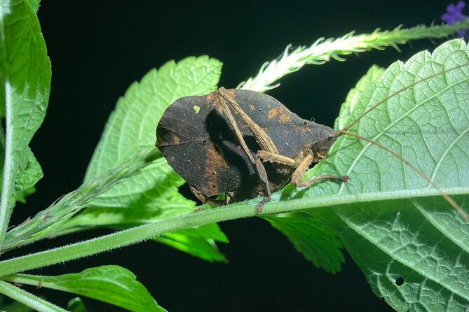 Night Adventures in Monteverde - Price and Logistics: Is $35 a Smart Value?