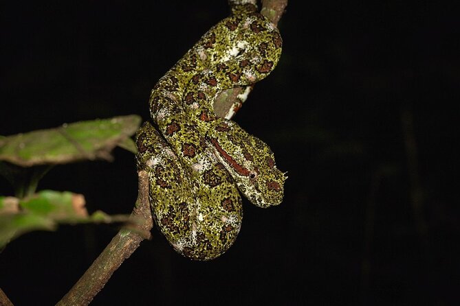 Night Adventures in Monteverde - Wildlife You Can Expect to Hunt For (And the Real Odds)