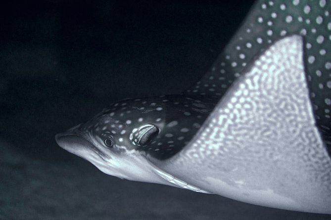 Night Snorkeling - Key points before you go