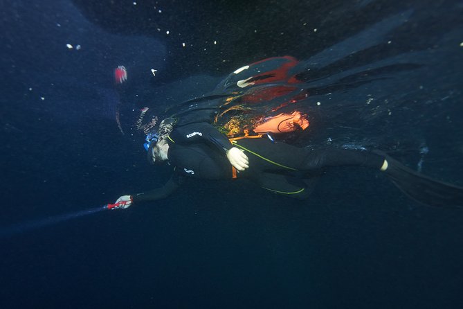 Night Snorkeling - What the guided night snorkel looks like underwater