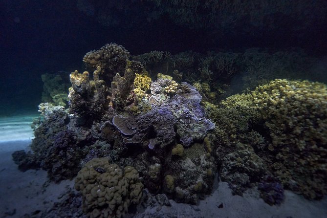 Night Snorkeling - Marine life you might actually see after dark