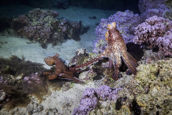 Night Snorkeling - Comfort details: wetsuits, snacks, tea/coffee, and bottled water