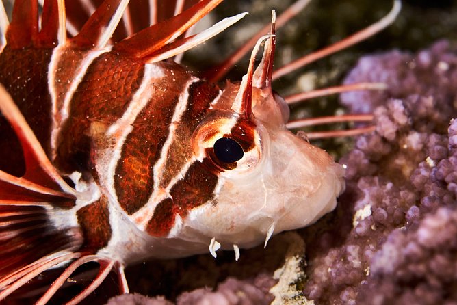 Night Snorkeling - Price and value: what you get for $120 per person