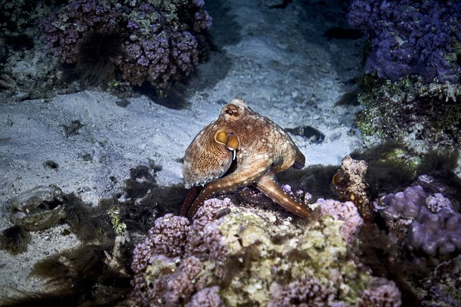 Night Snorkeling - Who should book this night snorkel—and who should skip it