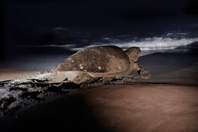 Night Turtle Nesting Tour from Tamarindo - Key Highlights That Make This Tour Worth Your Night
