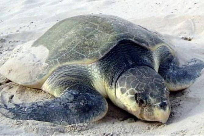 Night Turtle Nesting Tour from Tamarindo - How the Night Turtle Tour Works in Tamarindo