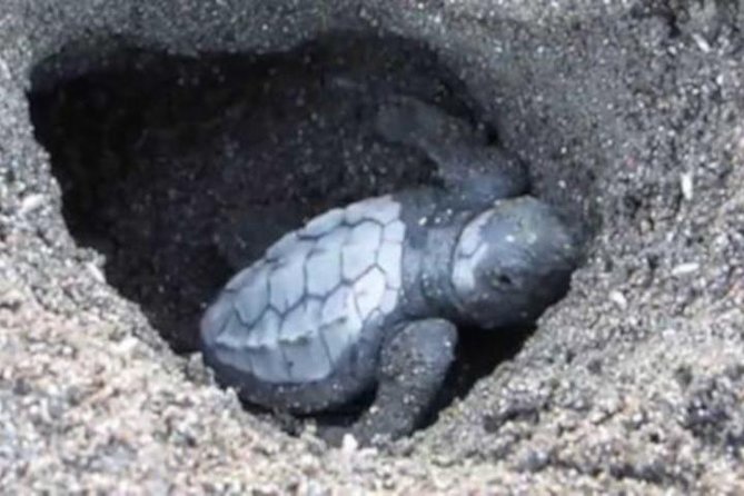 Night Turtle Nesting Tour from Tamarindo - Playa Grande and Playa Mina: The Main Event for Olive Ridley and Green Turtles