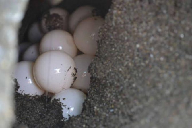 Night Turtle Nesting Tour from Tamarindo - Ethics and Crowds: What to Watch For on a Shared Night