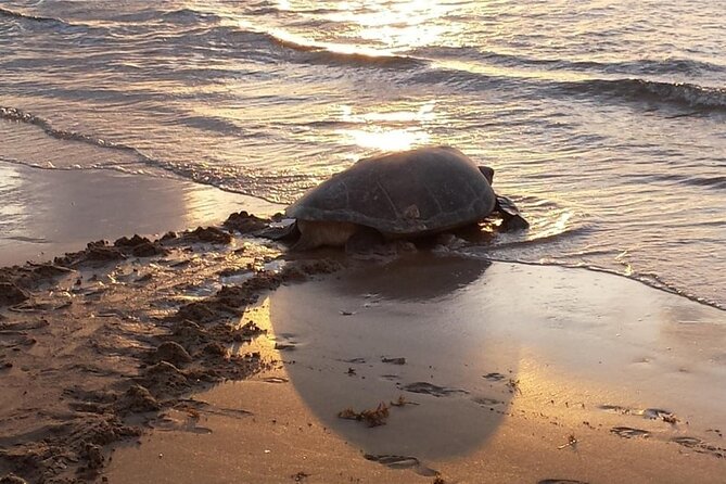 Night Turtle Nesting Tour from Tamarindo - Waiting, Walking, and Night-Sky Rewards