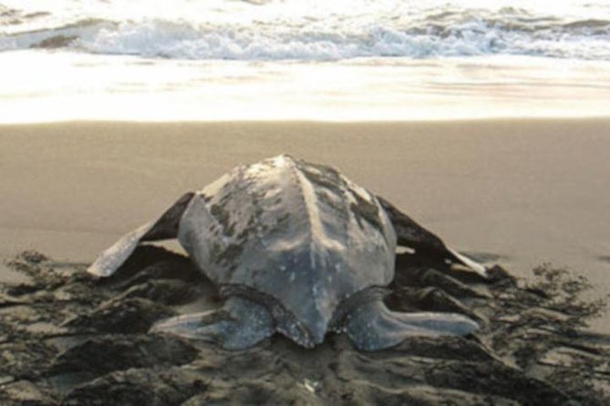 Night Turtle Nesting Tour from Tamarindo - Season Timing: When You Have the Best Shot at Nesting and Hatching