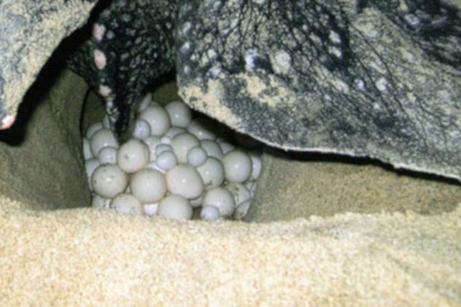 Night Turtle Nesting Tour from Tamarindo - Stop 1 at Native’s Way: Briefing, Then a 30-Minute Drive to Quiet Beach Time