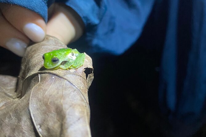 Night Walk Tour and Jungle Dinner in Jaco - Night Hike on the River Bed: Gear, Distances, and What to Wear