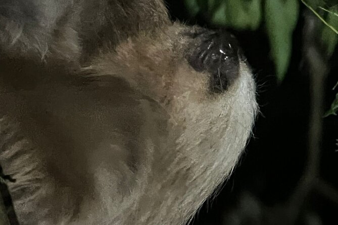 Night Walk Tour Monteverde - Night Walks in Monteverde: What to Expect After Dark
