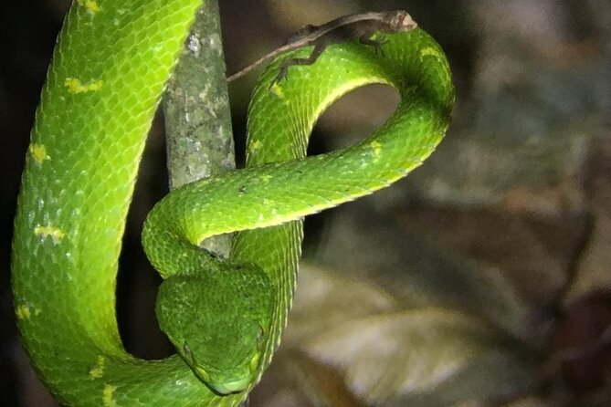 Night Walk Tour Monteverde - The Guide’s Role: How You Find Animals Without Getting Lost